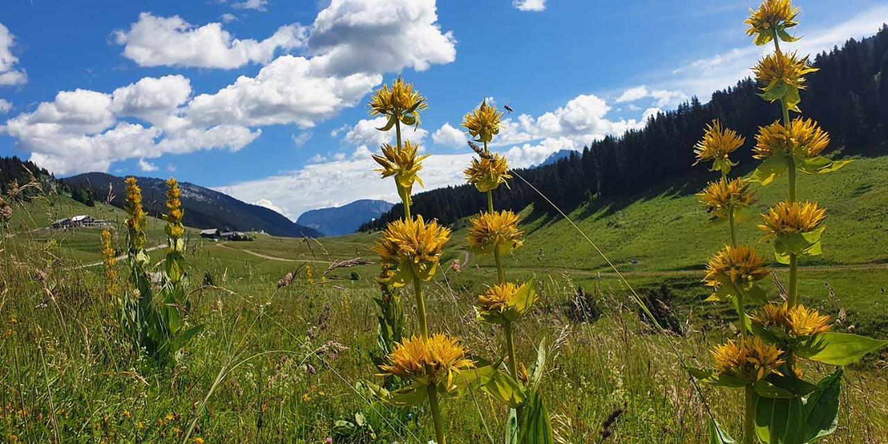 Gite Les Lanfiannes Thorens-Glieres Екстер'єр фото